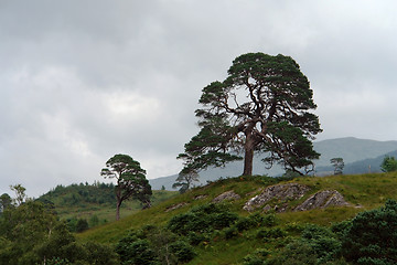 Image showing pictorial trees in Scotland