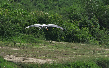 Image showing flying Yellow-billed Stork