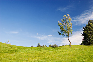 Image showing Tree in green field