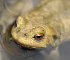 Image showing common toad portrait