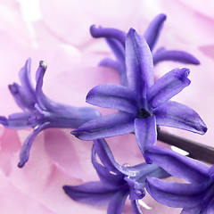 Image showing blue flowers in pastel back