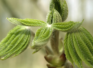 Image showing folded spring leaves