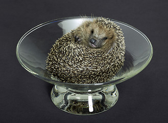 Image showing hedgehog in a glass bowl