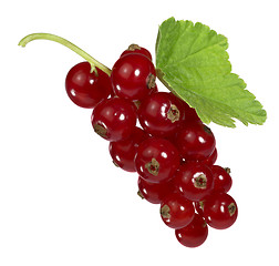 Image showing Redcurrant