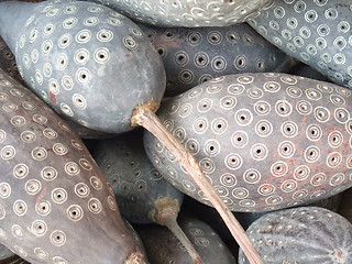 Image showing decorated calabash-like fruits