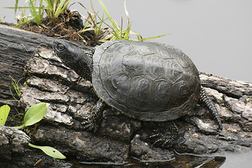 Image showing European pond terrapin