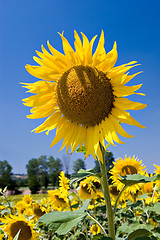 Image showing Sunflower