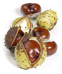 Image showing horse chestnuts