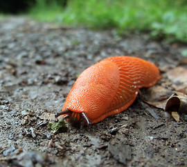 Image showing red slug on the ground