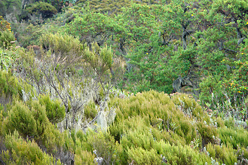 Image showing vegetation around Mount Muhabura