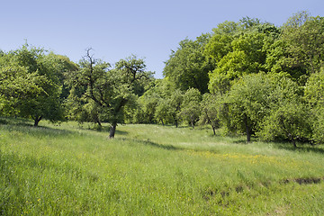 Image showing idyllic spring scenery