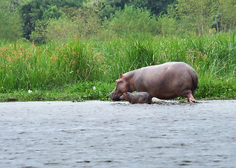 Image showing Hippo calf and cow waterside in Africa