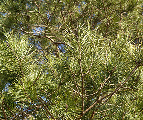 Image showing pine needles and twigs