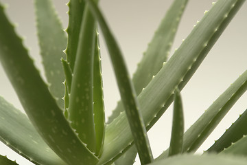 Image showing agave plant