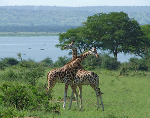 Image showing male Giraffes at fight in Africa