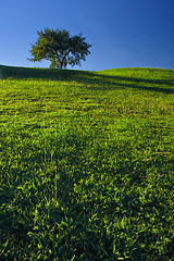 Image showing Tree on Grassland