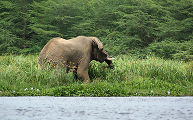 Image showing Elephant waterside in Africa