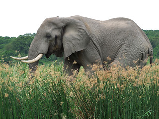 Image showing Elephant in Uganda