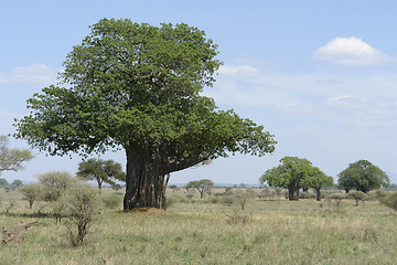 Image showing Baobab tree in Africa