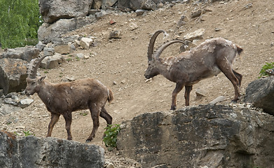 Image showing fighting Alpine Ibex