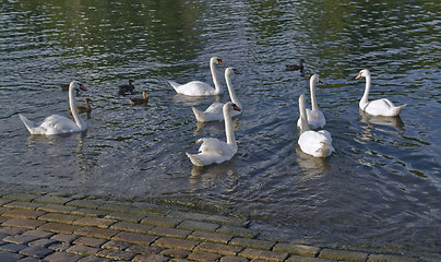 Image showing swans and ducks riverside