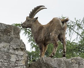 Image showing Alpine Ibex on rock formation