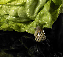 Image showing Grove snail and green salad