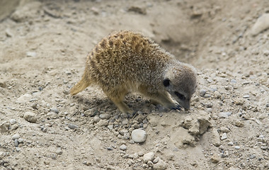 Image showing Meerkat digging in stony ground
