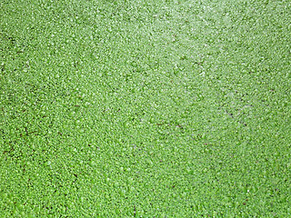 Image showing duckweed