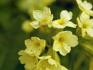 Image showing primrose flowers