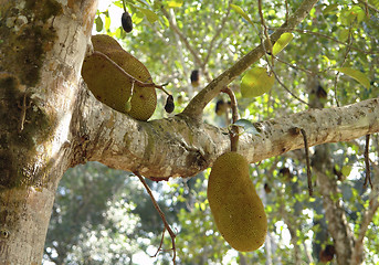 Image showing Jack Fruits on a tree