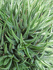 Image showing succulent plant detail