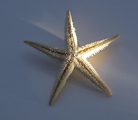 Image showing starfish