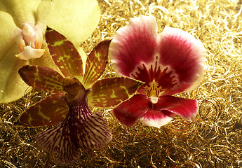 Image showing orchid flowers in golden back