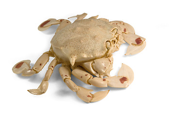 Image showing moon crab in white back