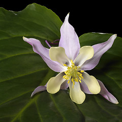Image showing Aquilegia flower