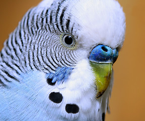 Image showing A pet bird