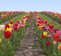 Image showing colorful field of tulips