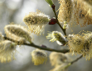 Image showing pussy willow twigs