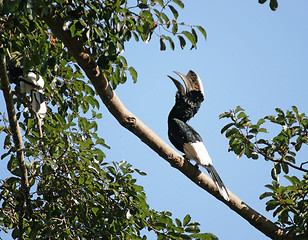 Image showing Silvery-cheeked Hornbill in Uganda