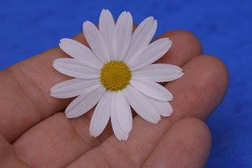 Image showing flower in hand