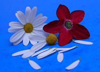 Image showing red and white flowers