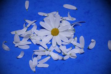 Image showing white flower