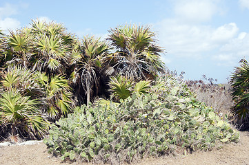 Image showing Cactuses