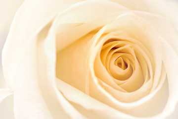 Image showing White Rose