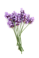 Image showing Lavender Herb Flower Posy