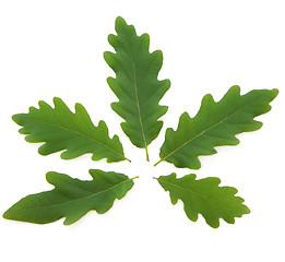 Image showing Oak Leaves