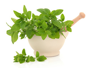 Image showing Oregano Herb