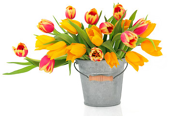 Image showing Tulip Beauties