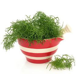 Image showing Fennel Herb 